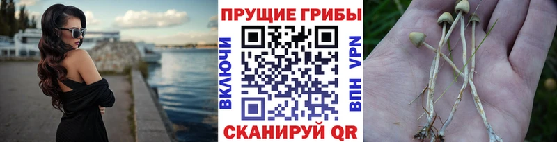 Купить  Лабытнанги  Галлюциногенные грибы GOLDEN TEACHER 